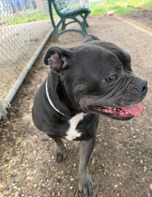 Photo of Zinnia, adoptable American Bulldog in Houston, Texas
