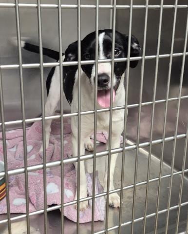 Photo of Libby, adoptable Rat Terrier in Decatur, Illinois