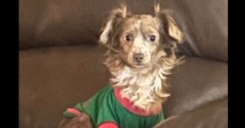 Photo of Little Man, adoptable Chihuahua in Columbia, Tennessee