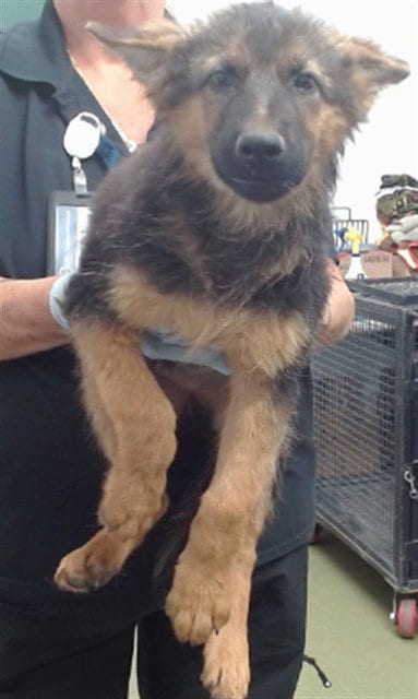 Photo of Jack, adoptable German Shepherd Dog in San Bernardino, California