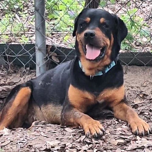 Photo of Hunter, adoptable Rottweiler in San Antonio, Texas