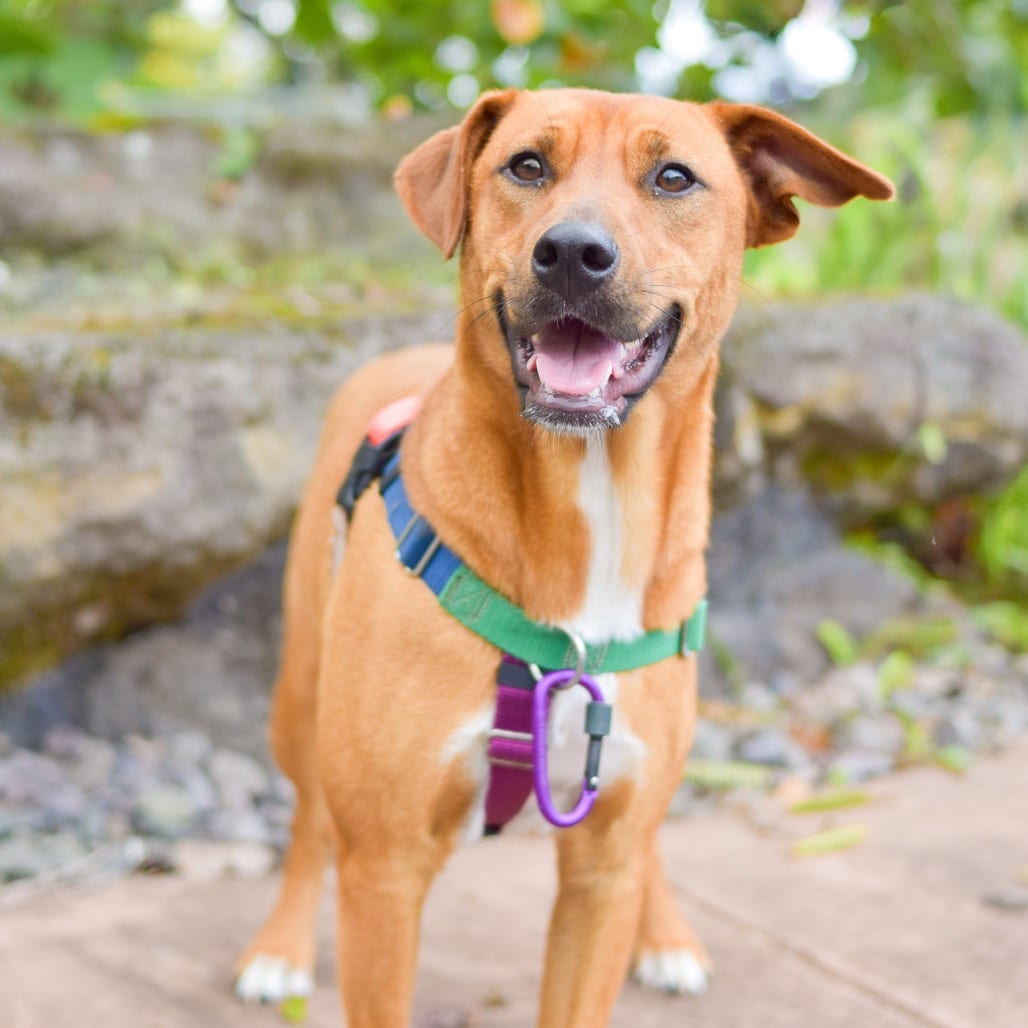 Photo of Ruby, adoptable Mixed Breed (Medium)