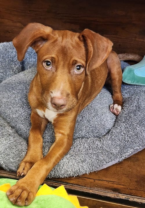 Photo of Suzie, adoptable Unknown breed (short coat) in Hilton Head, South Carolina