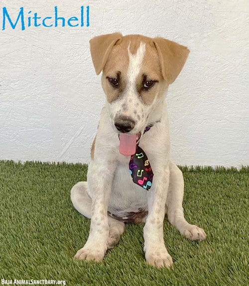 Photo of Mitchell, adoptable Jack Russell Terrier in San Diego, California