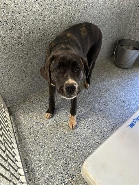 Photo of Clementine, adoptable Pit Bull Terrier in Paradise, California