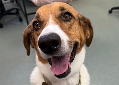 Photo of Peep, adoptable dog