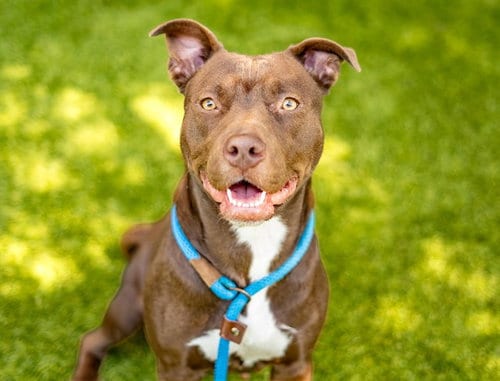 Photo of Anna, adoptable Labrador Retriever in San Jose, California