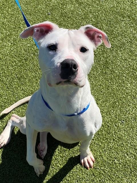 Photo of Winter, adoptable Pit Bull Terrier in Fayetteville, North Carolina