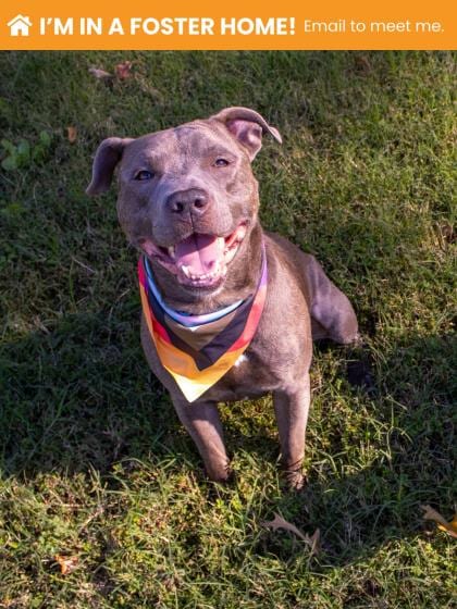 Photo of Werthers, adoptable dog in Baltimore, Maryland