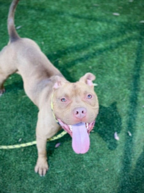Photo of Niko, adoptable Pit Bull Terrier in Los Angeles, California