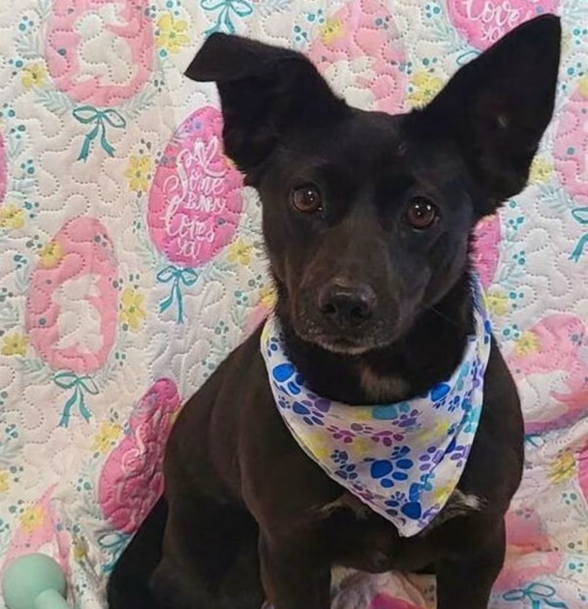 Photo of Piper, adoptable Chihuahua in Littlerock - near Palmdale, California