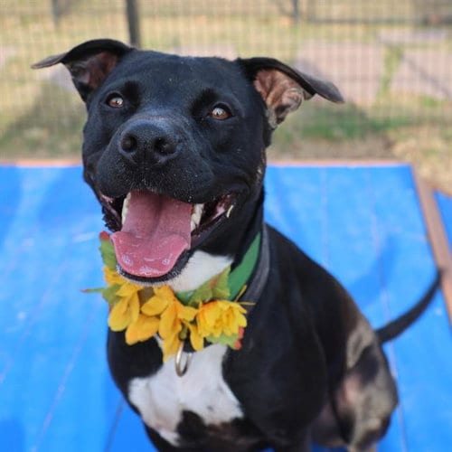 Photo of Flower, adoptable Labrador Retriever in San Antonio, Texas