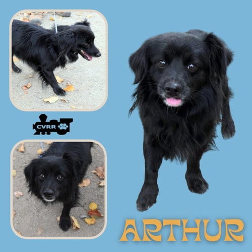 Photo of Arthur, adoptable Spaniel in Lindsay, California