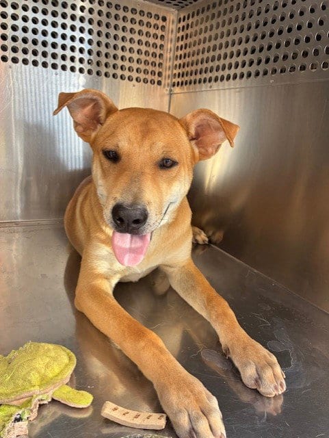 Photo of Clifford, adoptable Labrador Retriever in Phoenix, Arizona