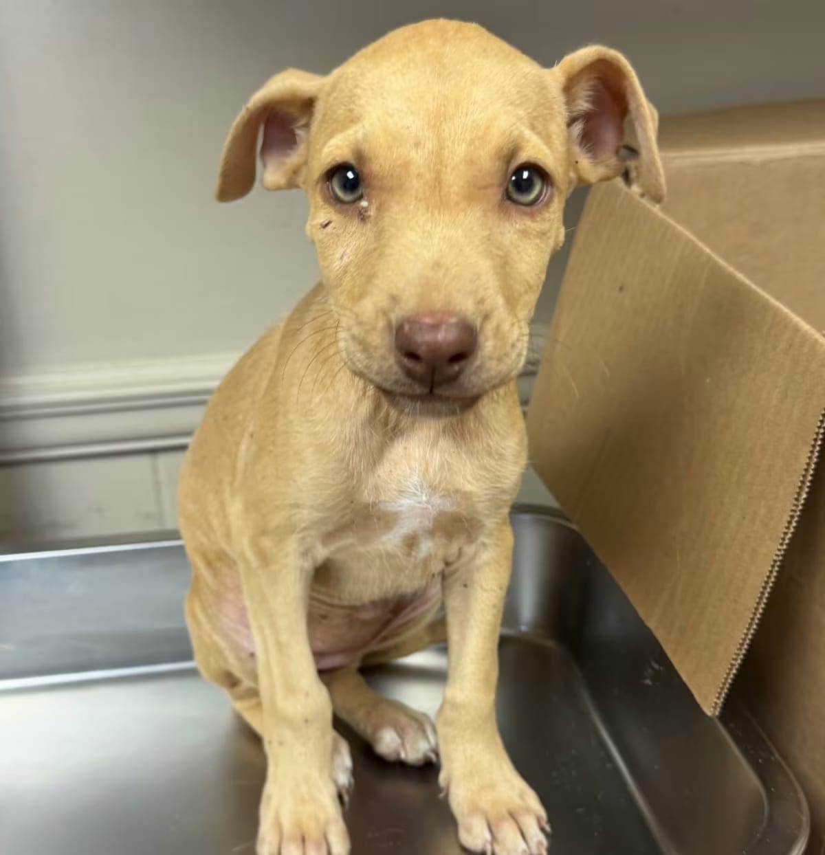 Photo of Willow, adoptable Terrier (Unknown Type, Medium)/Mixed Breed (Medium) in Tuscaloosa, Alabama