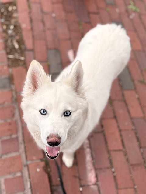 Photo of Lily, adoptable American Eskimo and Samoyed in Brewster, Massachusetts