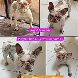 Photo of Angel, adoptable French Bulldog in Wellington, Florida