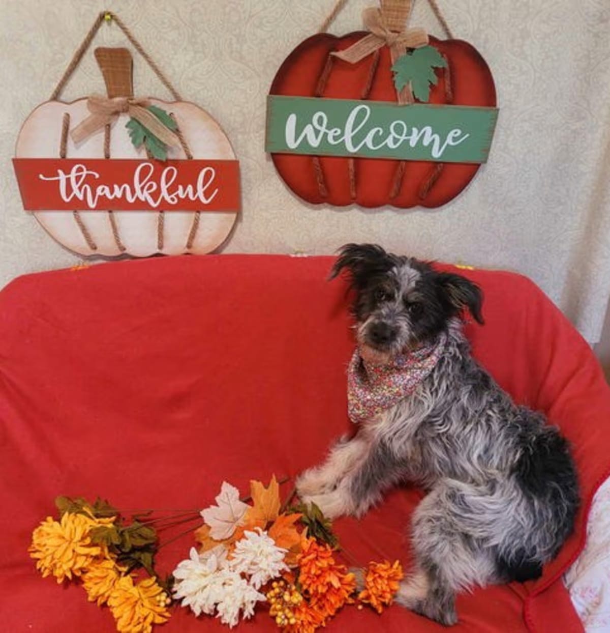 Photo of Peaches, adoptable Terrier (Unknown Type, Medium) in Littlerock - near Palmdale, California