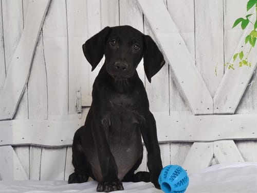 Photo of Chuck, adoptable Weimaraner in Oroville, California
