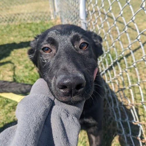 Photo of Homer, adoptable German Shepherd Dog in East Smithfield, Pennsylvania