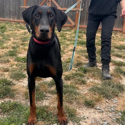 Photo of Ember, adoptable Pinscher, Doberman in Port Angeles, Washington
