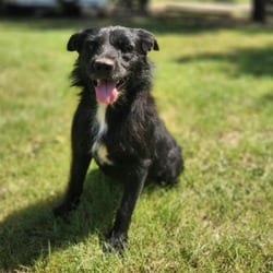 Photo of Stanley JuM, adoptable Terrier (Unknown Type, Medium) Shar Pei in Hartford, Connecticut