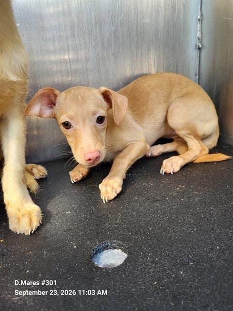 Photo of Pepper, adoptable Chihuahua in San Antonio, Texas