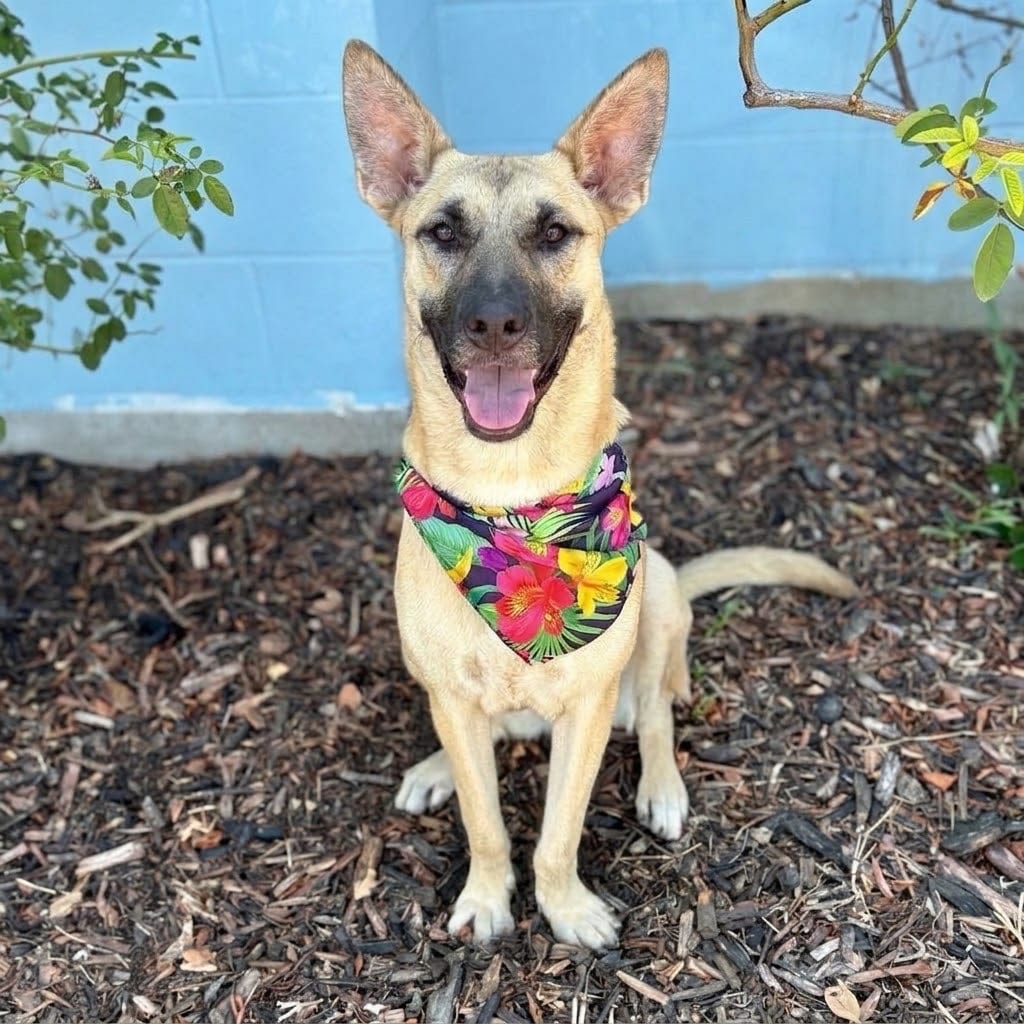 Photo of Canela 26-04-082, adoptable Mixed Breed (Medium) in Bastrop, Texas