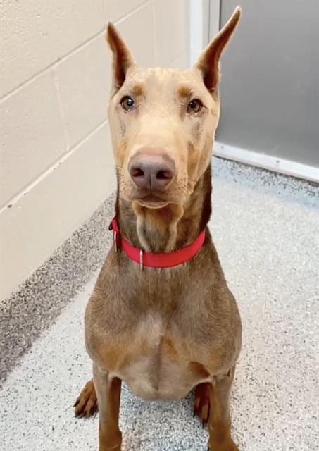 Photo of Hades, adoptable Doberman Pinscher in Houston, Texas