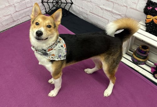 Photo of Rice Krispies, adoptable Shiba Inu in Detroit, Michigan