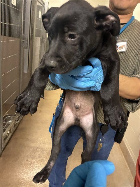 Photo of Pancake, adoptable Pit Bull Terrier in San Jose, California