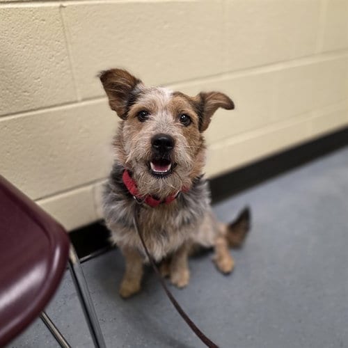 Photo of Nino, adoptable Terrier in Denver, Colorado