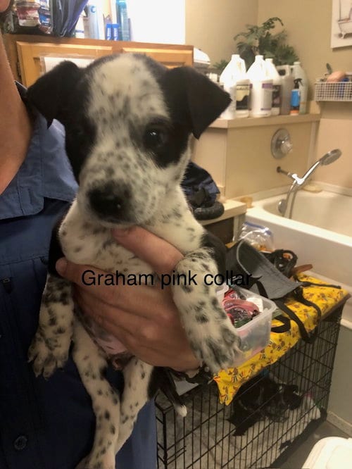 Photo of Graham, adoptable Australian Cattle Dog/Blue Heeler in Amarillo, Texas