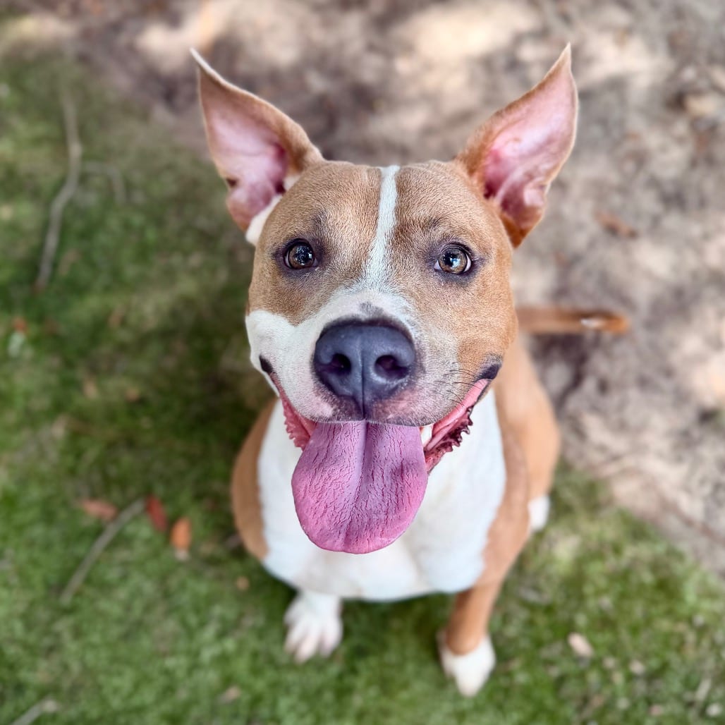 Photo of Jambalaya, adoptable Mixed Breed (Medium) in Milton, Florida