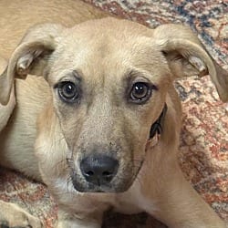 Photo of Cinna, adoptable Labrador Retriever Shepherd (Unknown Type) in CUMMING, Georgia