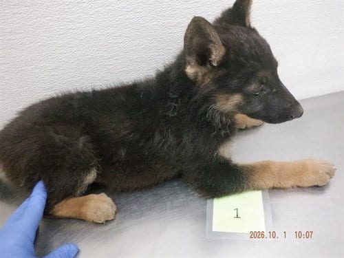 Photo of Pumpkin, adoptable German Shepherd Dog in Oroville, California