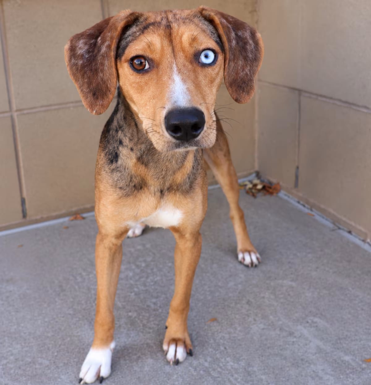 Photo of Violet, adoptable Catahoula Leopard Dog in Fort Collins, Colorado