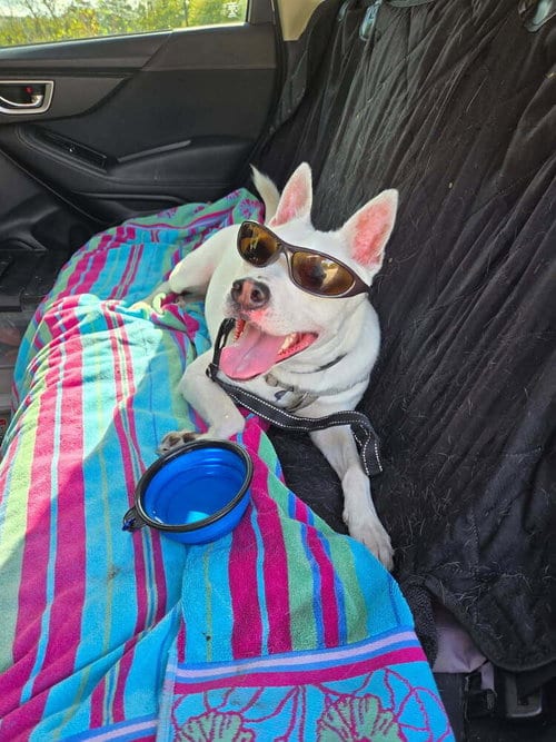 Photo of Louie, adoptable Terrier in St. Augustine, Florida