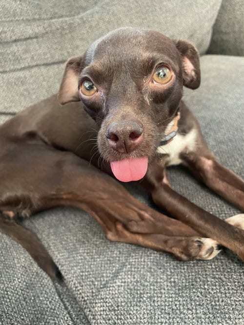 Photo of Bella, adoptable Miniature Pinscher in Escondido, California