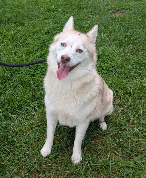 Photo of Dos, adoptable Husky in La Porte, Indiana