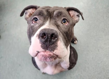 Photo of Sagittarius, adoptable dog