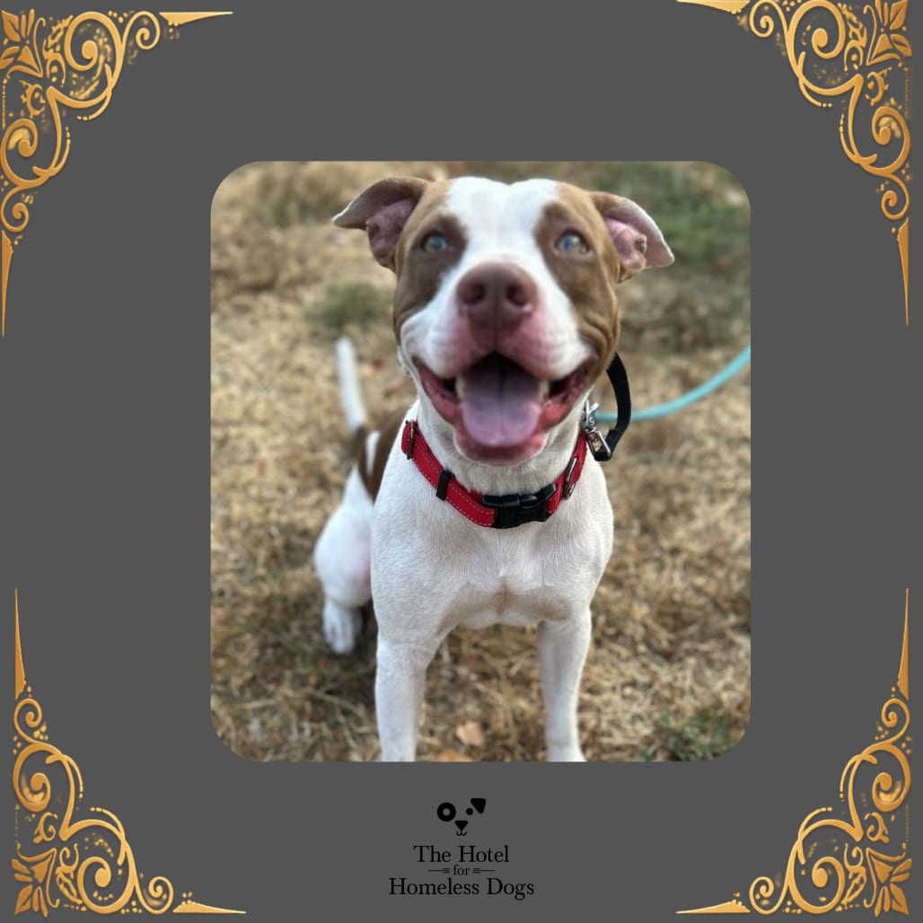 Photo of Mannix, adoptable Mixed Breed (Medium) in Cumberland, Rhode Island