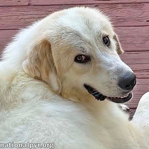 Photo of Luna in NJ - Gives Sweet Kisses, adoptable Great Pyrenees in Beacon, New York