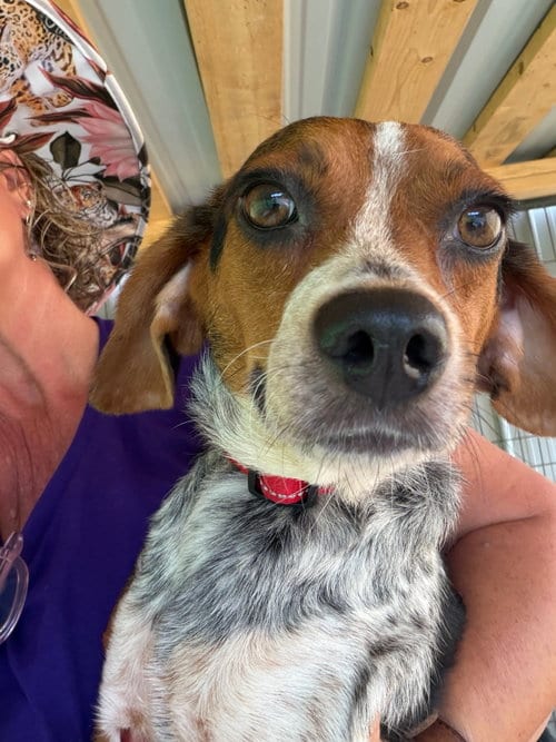 Photo of Tiny SCAS, adoptable Beagle in Rockaway, New Jersey