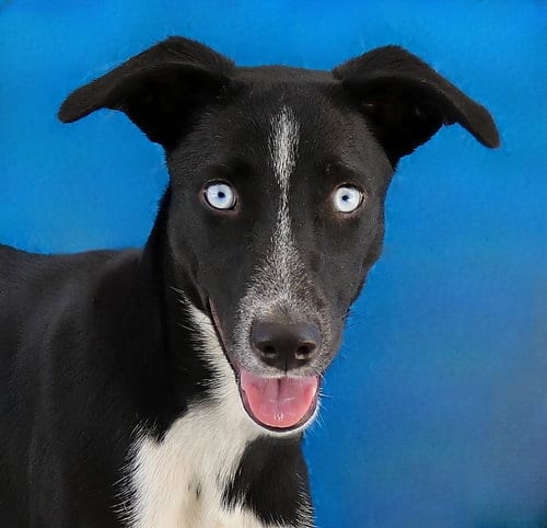 Photo of Circe, adoptable Border Collie in Pasadena, California
