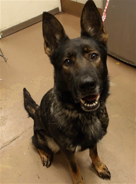 Photo of Rain, adoptable German Shepherd Dog in Chicago, Illinois