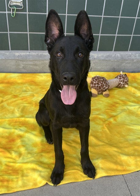 Photo of Johnny, adoptable German Shepherd Dog in Rancho Cucamonga, California