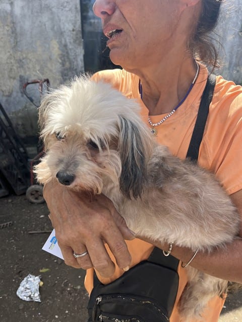 Photo of Honey, adoptable Maltese in Miami, Florida
