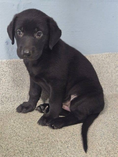 Photo of Chickadee, adoptable Labrador Retriever in Tallahassee, Florida