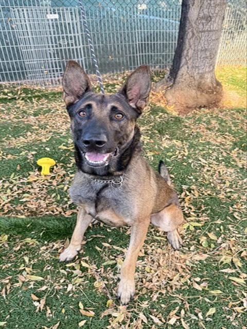 Photo of Niko, adoptable Belgian Shepherd Malinois in Fremont, California